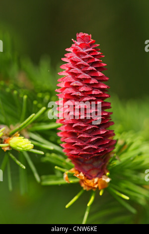 Abete (Picea abies), cono femmina in corrispondenza del tempo di fioritura, GERMANIA Baden-Wuerttemberg Foto Stock