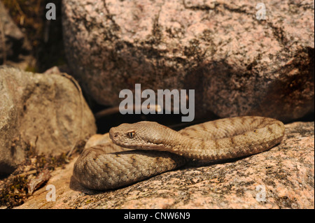 Asp viper, aspic viper (Vipera aspis), capretti, Germania Foresta Nera Foto Stock