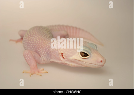 Leopard gecko (Eublepharis macularius), razza Foto Stock