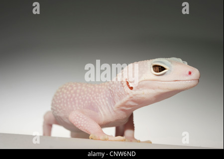 Leopard gecko (Eublepharis macularius), razza Foto Stock