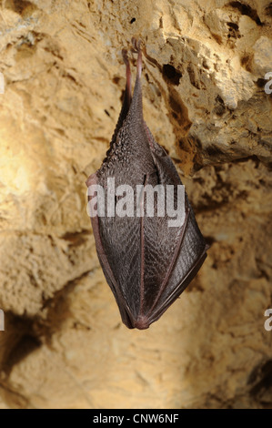 Mazze di ferro di cavallo (Rhinolophidae), dormendo in una grotta, Italia, Liguria Foto Stock