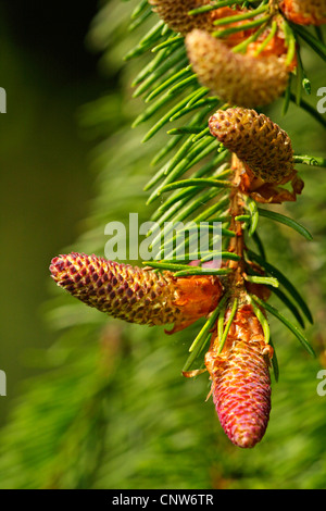 Abete (Picea abies), infiorescenze maschili, GERMANIA Baden-Wuerttemberg Foto Stock