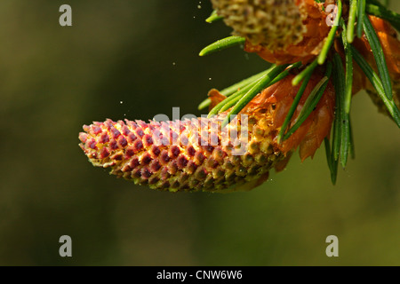 Abete (Picea abies), infiorescenza maschile, GERMANIA Baden-Wuerttemberg Foto Stock