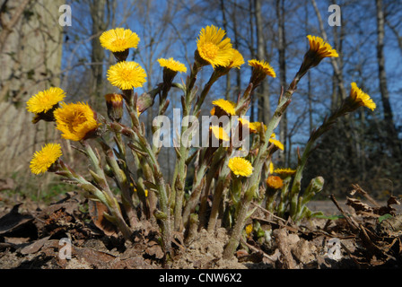 Colt's-piede, coltsfoot (Tussilago farfara), fioritura, in Germania, in Renania settentrionale-Vestfalia Foto Stock