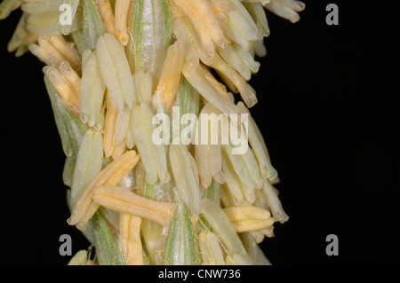 Mais indiano, mais (Zea mays), fiori maschili Foto Stock