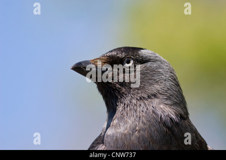 Taccola (Corvus monedula), ritratto, Germania Foto Stock