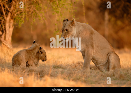 Lion (Panthera leo), leonessa a guardare i suoi bambini a giocare Foto Stock