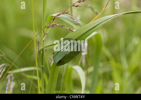 Unione sac, ragno sacco giallo ragno (Cheiracanthium punctorium), web sac, Germania Foto Stock