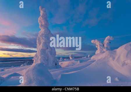 Atmosfera serale nel paesaggio innevato in Stubba National Park, Svezia, Lapponia, Muddus NP, Galivaere Foto Stock