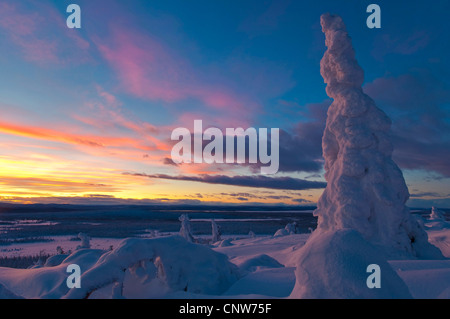 Atmosfera serale nel paesaggio innevato in Stubba National Park, Svezia, Lapponia, Muddus NP, Galivaere Foto Stock