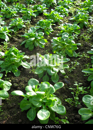 Cornsalad comune, la valeriana, europeo (cornsalad Valerianella locusta), patch di ortaggi in serra, Germania Foto Stock