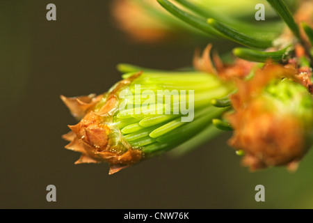 Abete (Picea abies), rompendo le gemme, GERMANIA Baden-Wuerttemberg, Leinzell Foto Stock