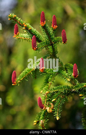 Abete (Picea abies), il ramo con rigogliosi i coni femminili, GERMANIA Baden-Wuerttemberg Foto Stock