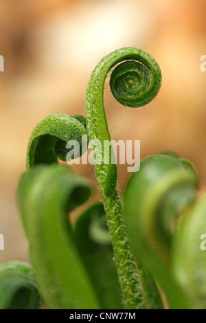 Hart la linguetta, Europeo harts-lingua (felci Asplenium scolopendrium, Phyllitis scolopendrium), lo svolgimento di foglie giovani, GERMANIA Baden-Wuerttemberg, Lautern Foto Stock