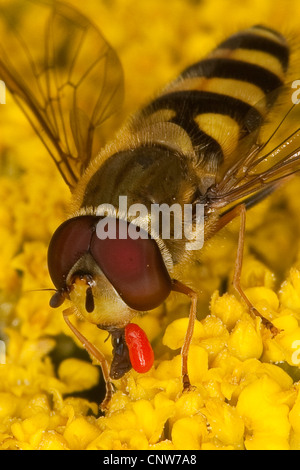 Ribes volare hover (Syrphus spec.), alimentazione maschio sul polline, Germania Foto Stock