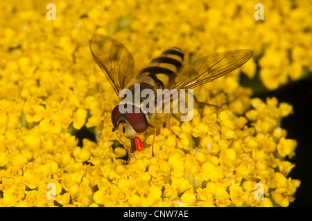 Ribes volare hover (Syrphus spec.), alimentazione maschio sul polline, Germania Foto Stock