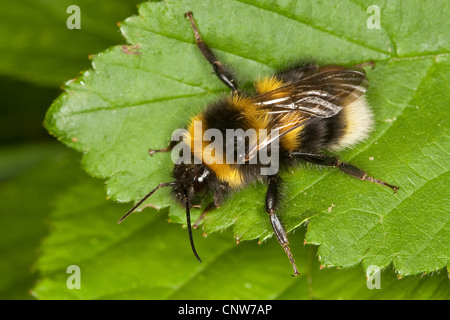 Piccolo giardino Bumble Bee (Bombus hortorum, Megabombus hortorum), seduta su una foglia, Germania Foto Stock