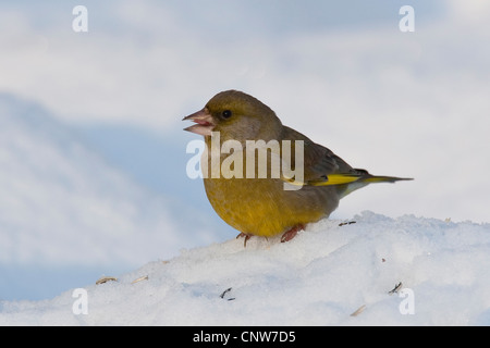 Western verdone (Carduelis chloris), maschio in corrispondenza di un sito di alimentazione con un grano nel suo becco, Germania Foto Stock