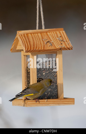 Western verdone (Carduelis chloris), alimentazione maschio onu di semi di girasole in corrispondenza di un sito di alimentazione, Germania Foto Stock