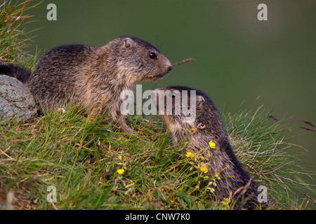 Alpine marmotta (Marmota marmota), due individui vis a vis, Austria, Parco Nazionale degli Hohe Tauern, Grossglockner Foto Stock