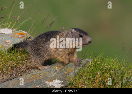 Alpine marmotta (Marmota marmota), seduta su una roccia, Austria, Parco Nazionale degli Hohe Tauern, Grossglockner Foto Stock