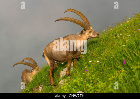 Stambecco delle Alpi (Capra ibex), due individui pascolo a alope, Svizzera, Sankt Gallen, Toggenburgo, Chaeserrugg Foto Stock