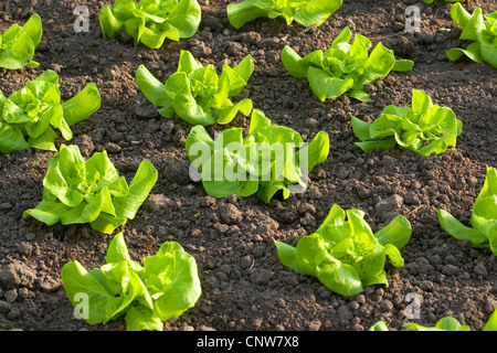 Giardino lattughe (Lactuca sativa), lattuga crescente, Germania Foto Stock
