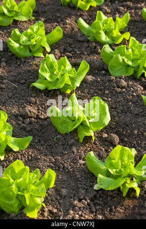 Giardino lattughe (Lactuca sativa), lattuga crescente, Germania Foto Stock