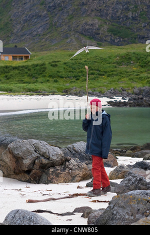 Arctic Tern (sterna paradisaea), ragazza nei pressi del nido ist attaccato da arctic tern, proteggere se stessa con un bastone, Norvegia, Vesteralen, Hovd Foto Stock