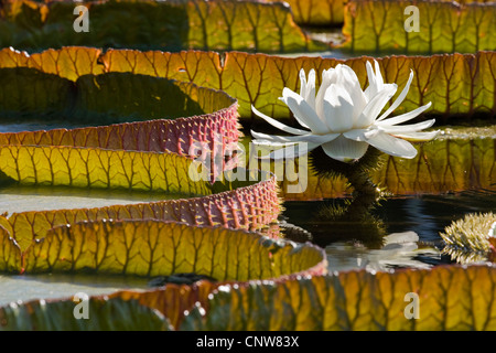 Giant ninfee, Amazon acqua giglio (Victoria amazonica, Victoria regia), fiori e foglie galleggianti Foto Stock