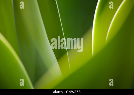 Coda di volpe agave, secolo smidollati impianto (Agave attenuata), strutture di foglia in controluce, Messico Foto Stock