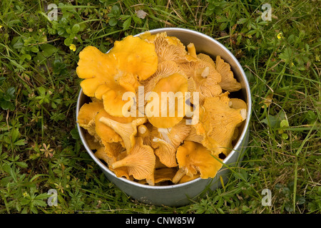 (Chanterelle Cantharellus cibarius), raccolti i finferli in una pentola, Germania Foto Stock