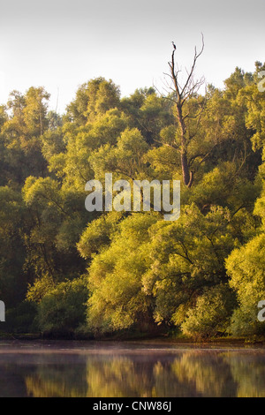 Airone cinerino (Ardea cinerea), seduto su un albero morto a Riva del vecchio Reno, in Germania, in Renania Palatinato Foto Stock