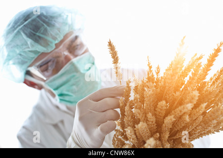 Scienziato esaminando gli steli di grano Foto Stock