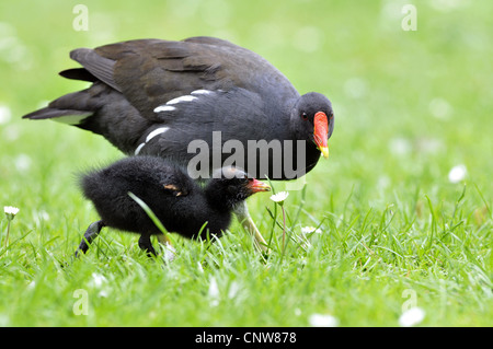 (Moorhen Gallinula chloropus), moorhen con pulcino, Germania Foto Stock