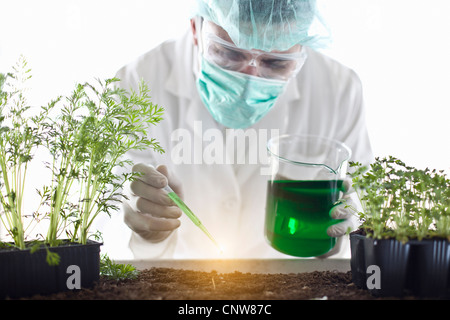Scienziato liquido di gocciolamento sulle piante Foto Stock