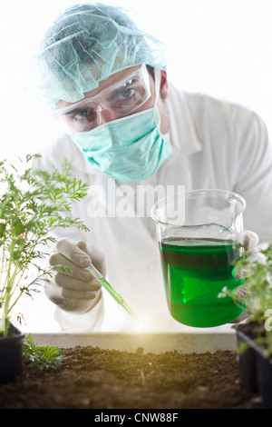 Scienziato liquido di gocciolamento sulle piante Foto Stock