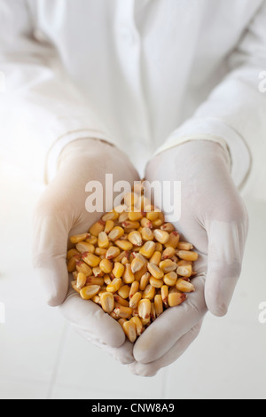 Scienziato con pugno di chicchi di mais Foto Stock