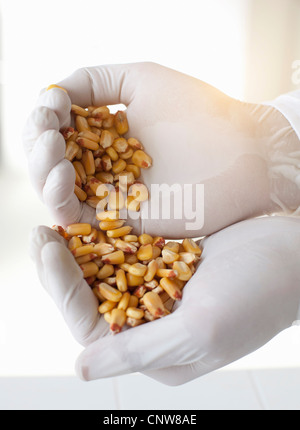 Scienziato con pugno di chicchi di mais Foto Stock