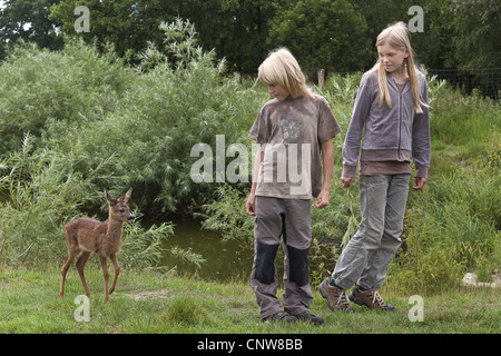 Il capriolo (Capreolus capreolus), fulvo essendo sollevata da uomo è in seguito a due bambini a ogni giro di Germania Foto Stock