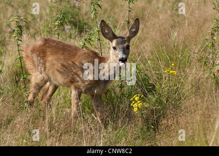 Il capriolo (Capreolus capreolus), fawn in un prato, Germania Foto Stock