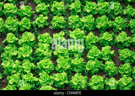 Patch di vegetali, Isole Canarie, Gomera Foto Stock