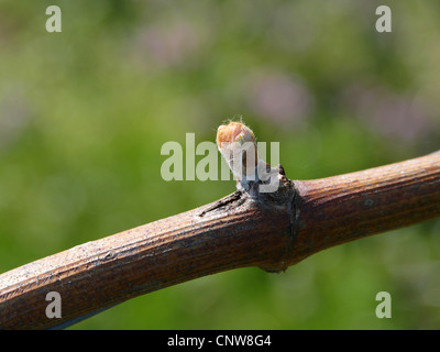 Vitigno, vite (Vitis vinifera), gemma di un vitigno in primavera, in Germania, in Renania Palatinato Foto Stock