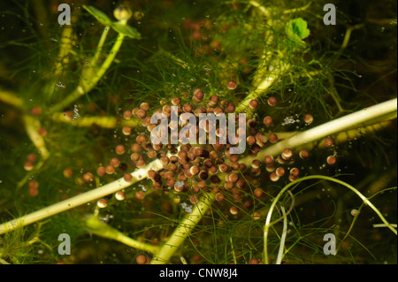 Unione rana verde, comune rana verde (Rana kl. esculenta, Rana esculenta), Spawn, Germania Foto Stock