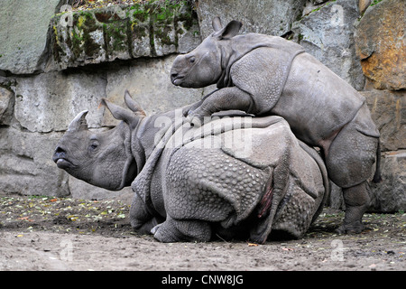 Maggiore il rinoceronte indiano, Great Indian One-cornuto rinoceronte (Rhinoceros unicornis), giovane rinoceronte giocando sul retro della sua madre Foto Stock