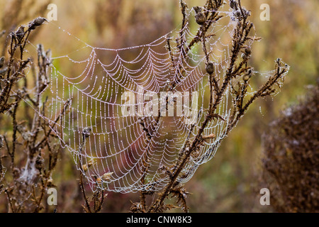 Ragnatela con gocce di rugiada di mattina, Austria Foto Stock