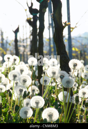 Vigneto con il tarassaco in primavera, in Germania, in Renania Palatinato Foto Stock