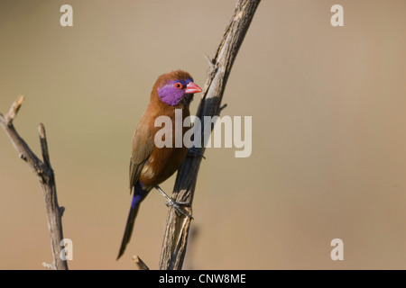 Granatiere comune (Uraeginthus granatina), maschio, Namibia Foto Stock
