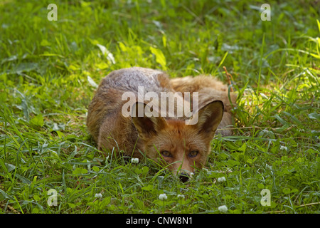 Red Fox (Vulpes vulpes vulpes), giacente in un prato , Germania Foto Stock
