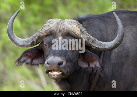 African buffalo (Syncerus caffer), Bull, ritratto, Namibia, Mahango Parco Nazionale Foto Stock